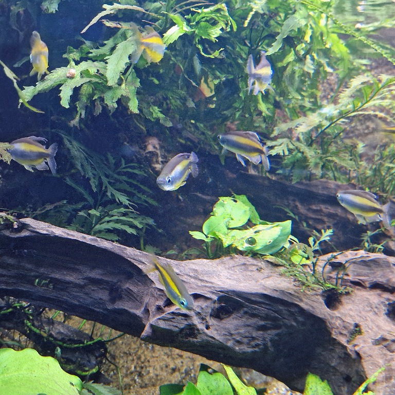 Golden Congo Tetra