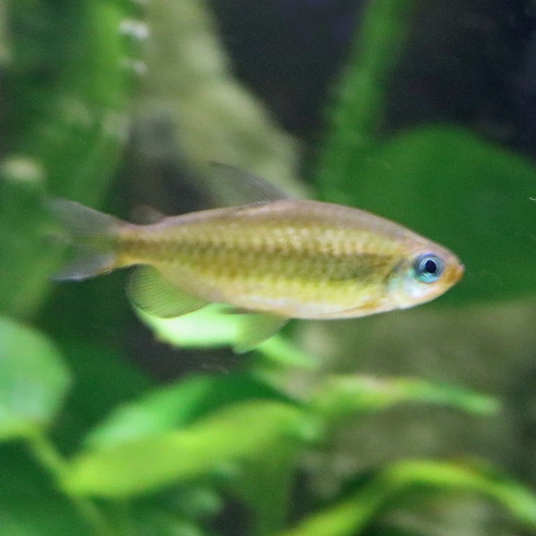 Golden Congo Tetra