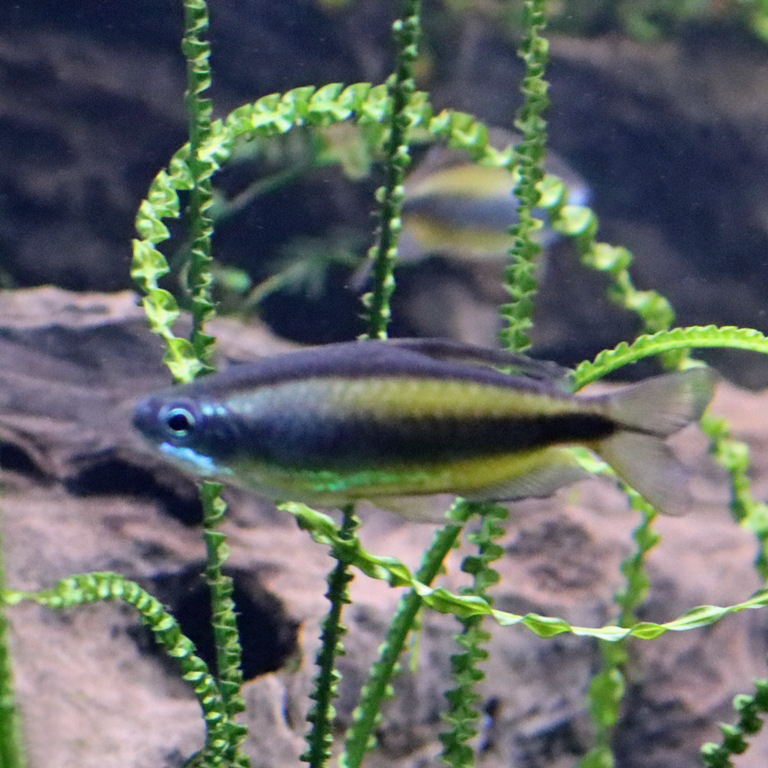 Golden Congo Tetra