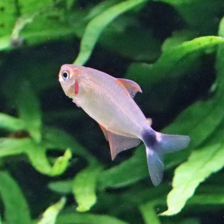 Kitty Tetra