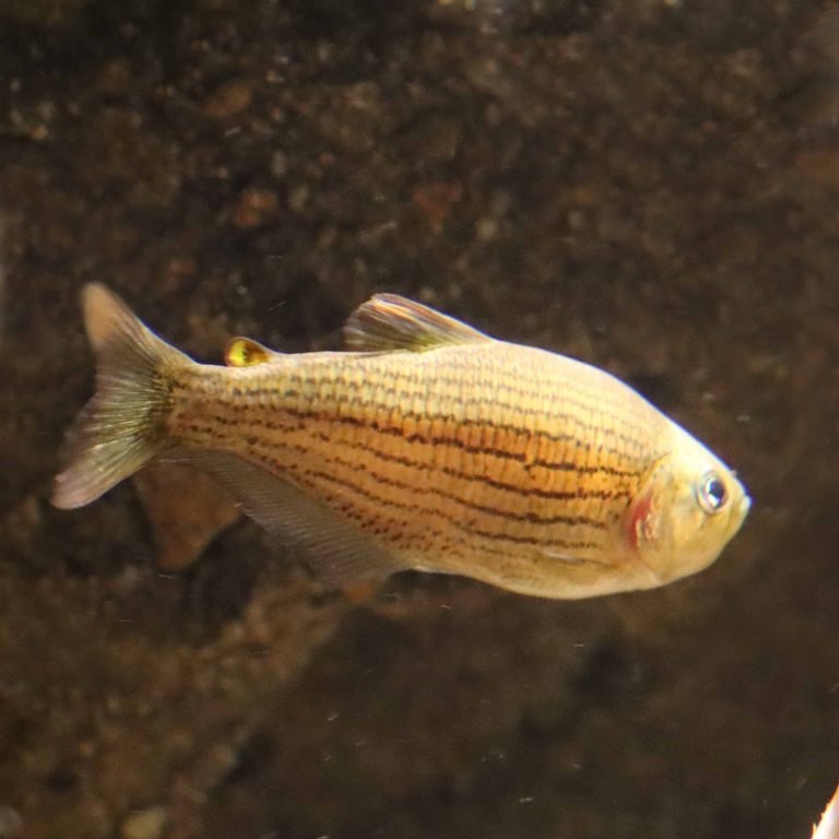 Lined Golden Tetra