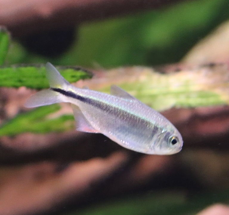 Mexican Tetra