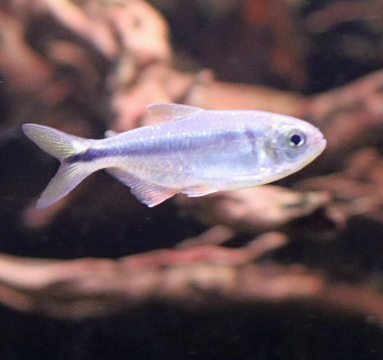 Mexican Tetra