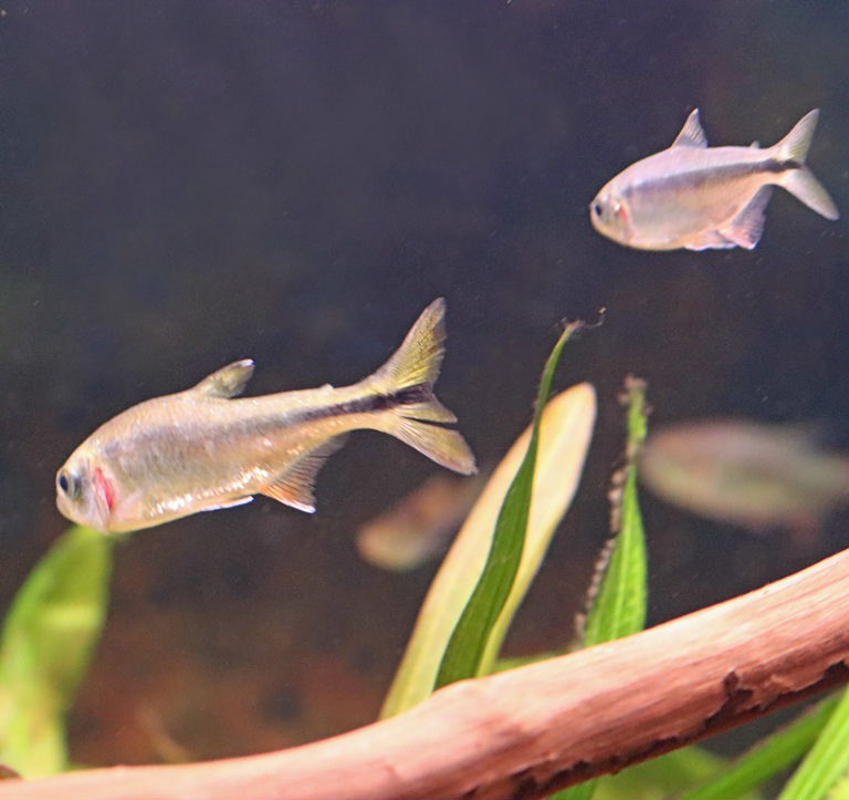 Mexican Tetra