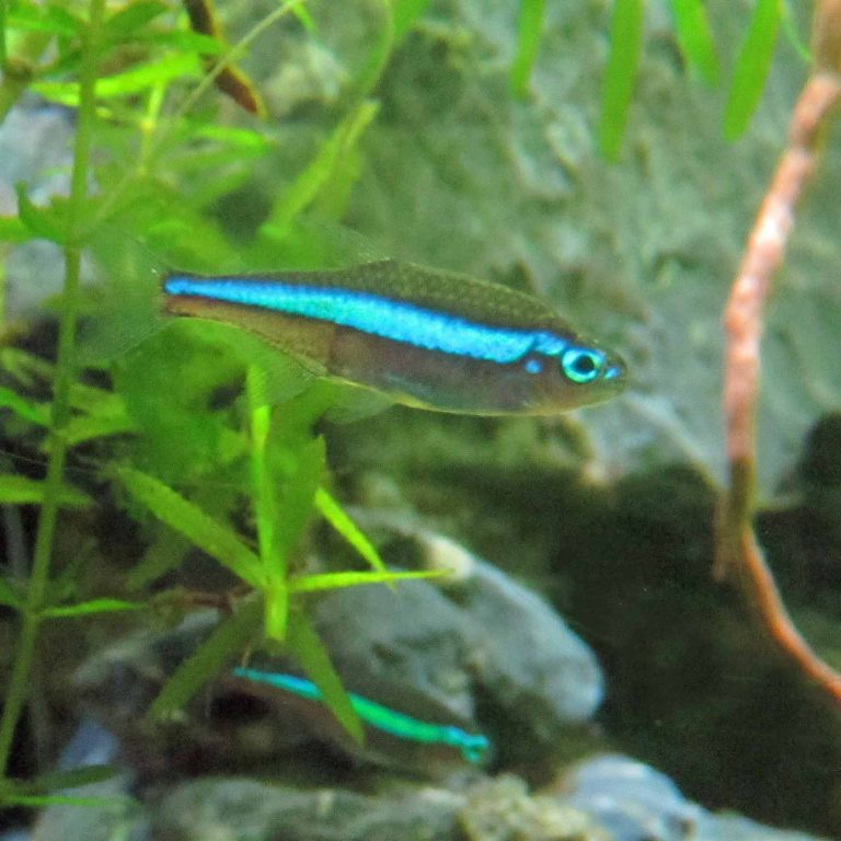 Green Neon Tetra