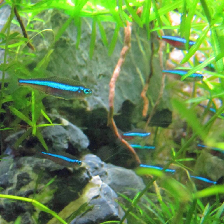 Green Neon Tetra