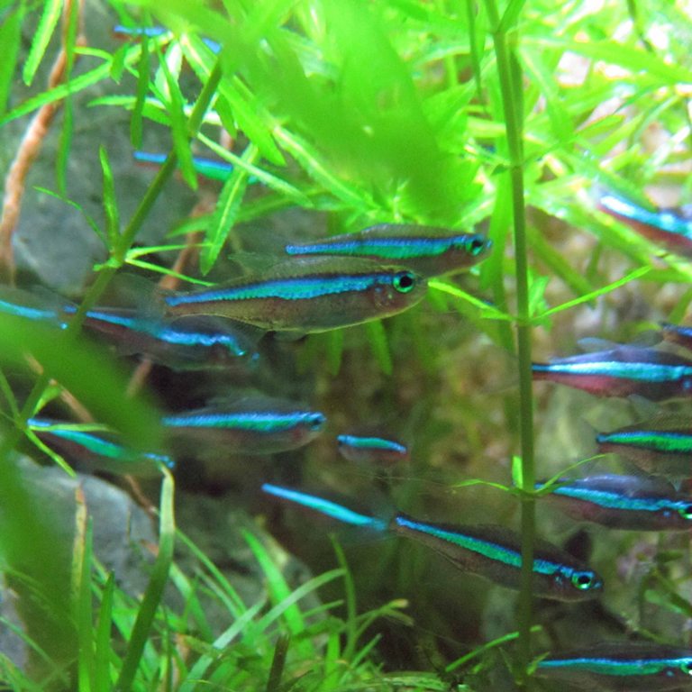 Green Neon Tetra