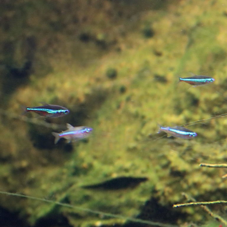 Green Neon Tetra
