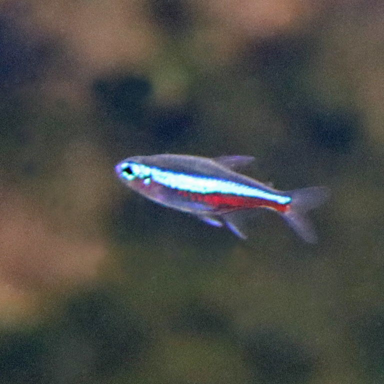 Green Neon Tetra