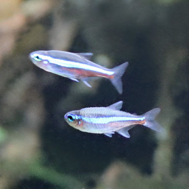 Green Neon Tetra