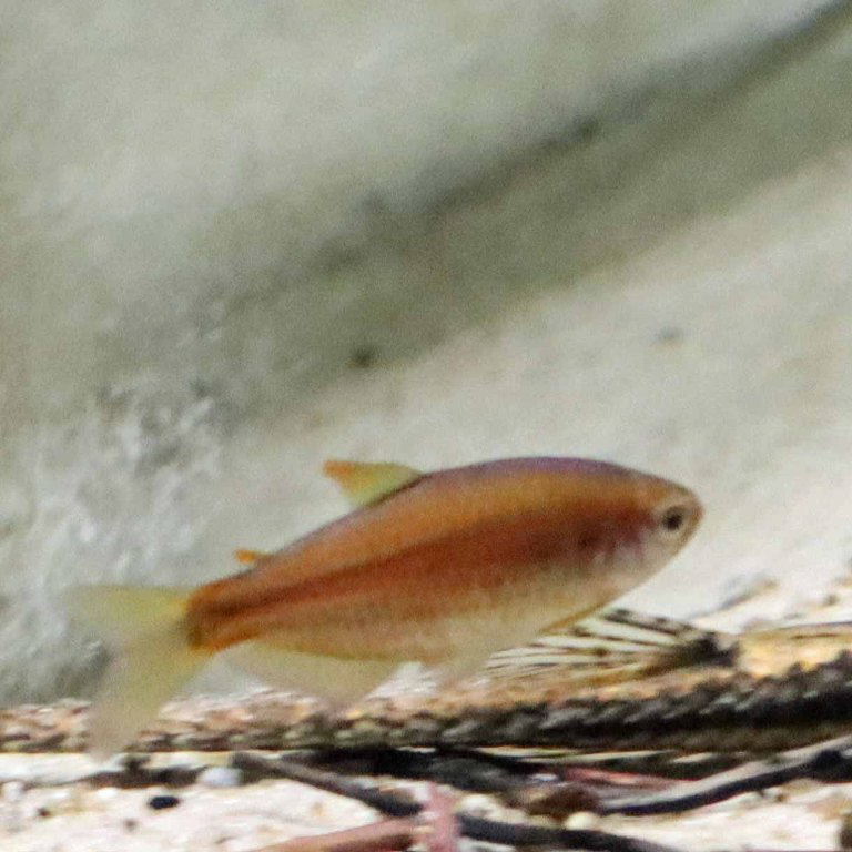 Red-blotched Tetra