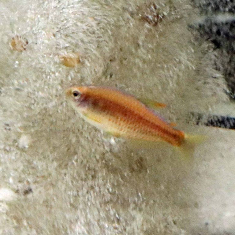 Red-blotched Tetra