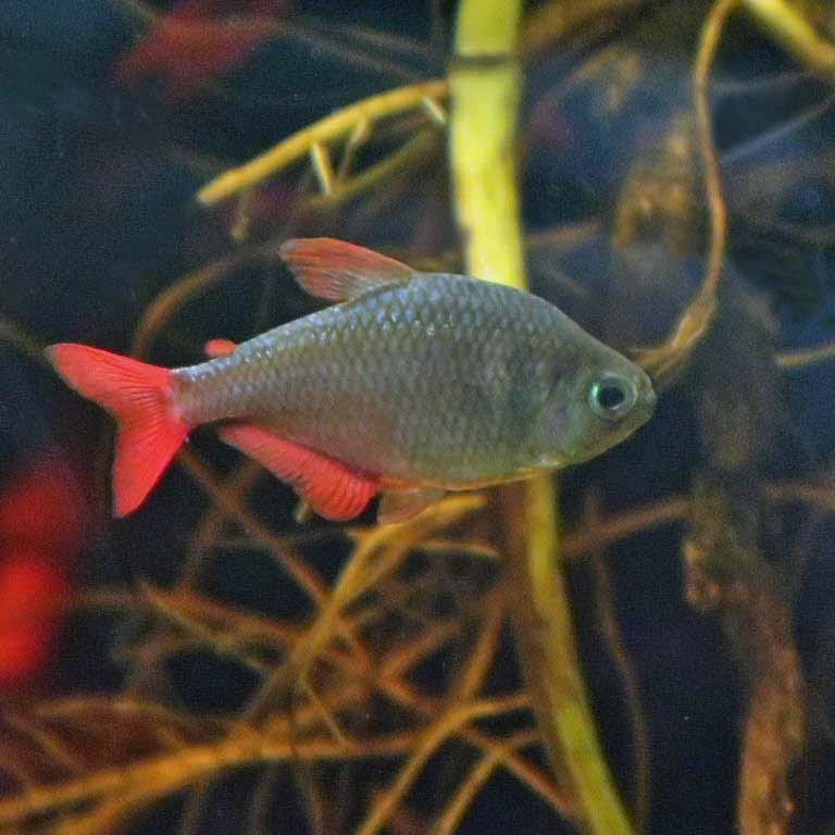 Colombian Redfin Tetra