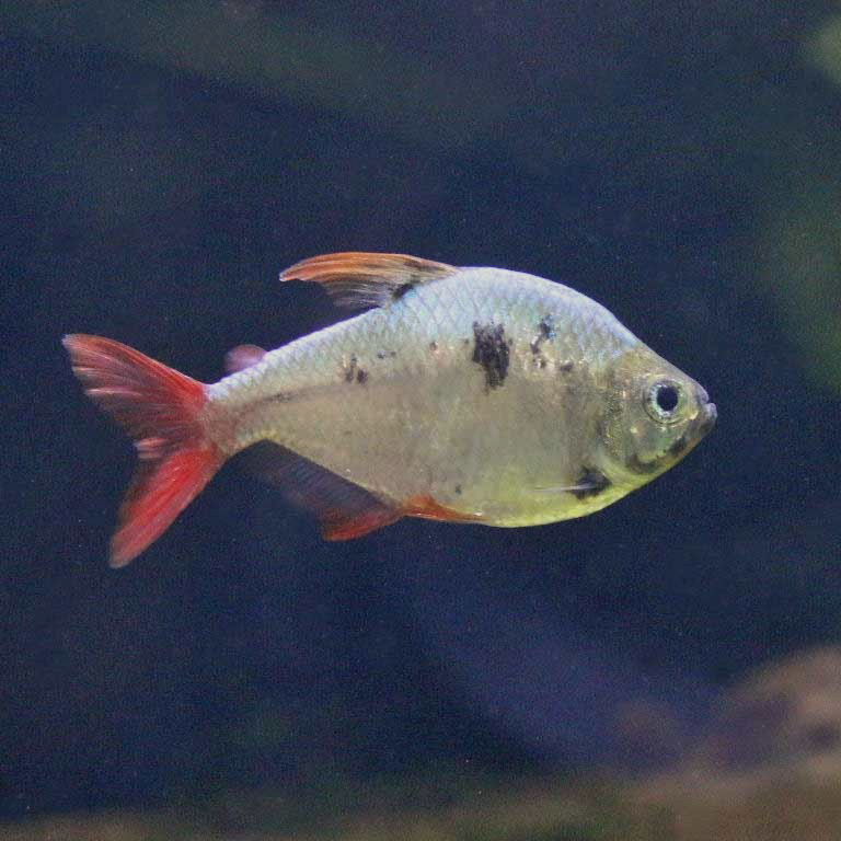Colombian Redfin Tetra
