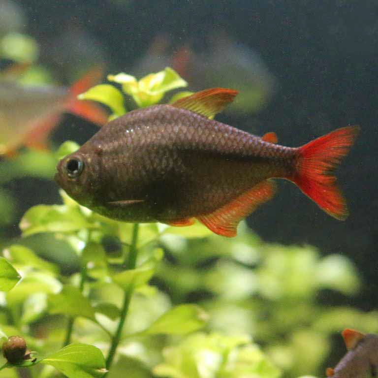 Colombian Redfin Tetra