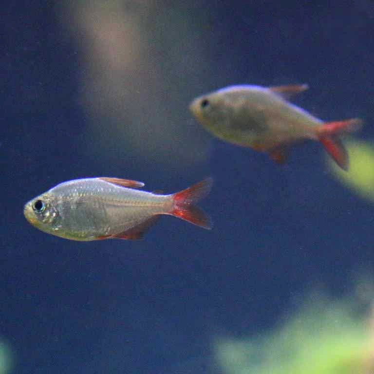 Colombian Redfin Tetra