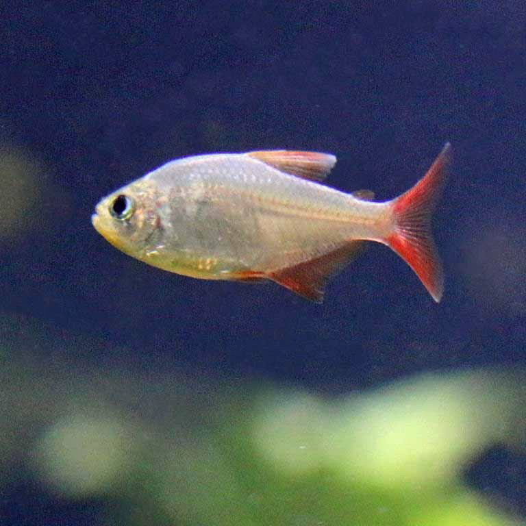 Colombian Redfin Tetra