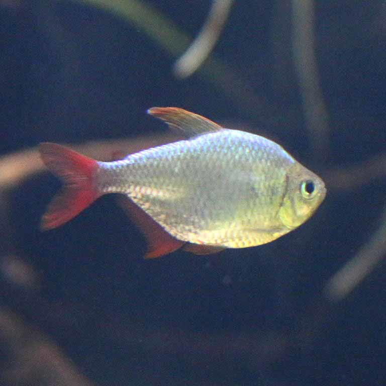 Colombian Redfin Tetra