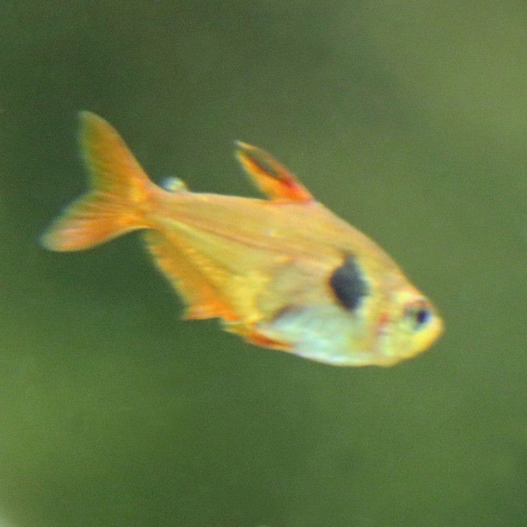 Red Phantom Tetra