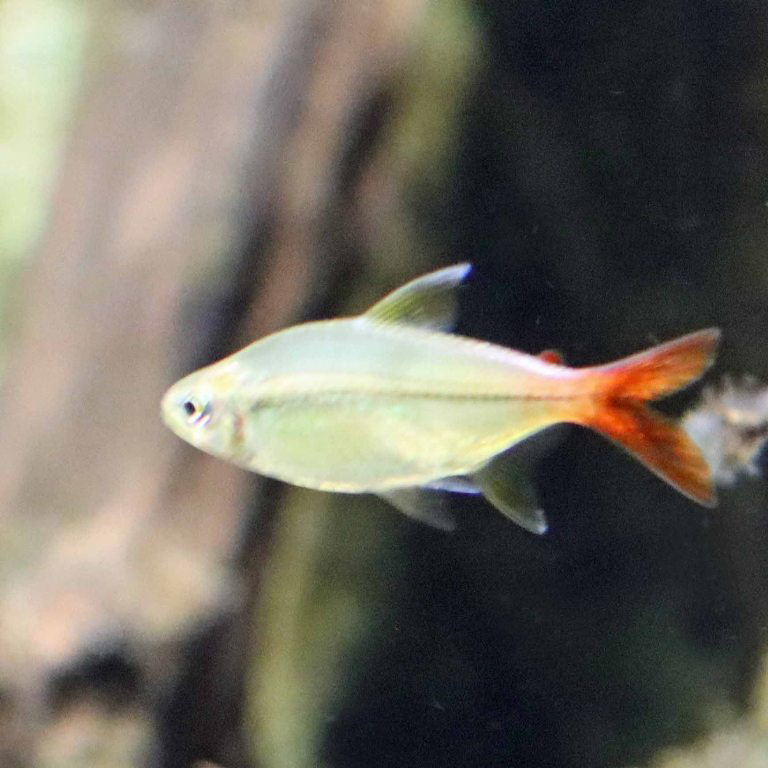Cope's Tetra