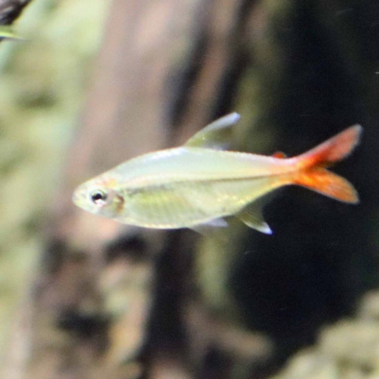 Cope's Tetra