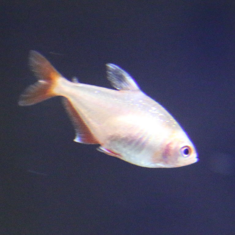 Rosy Tetra