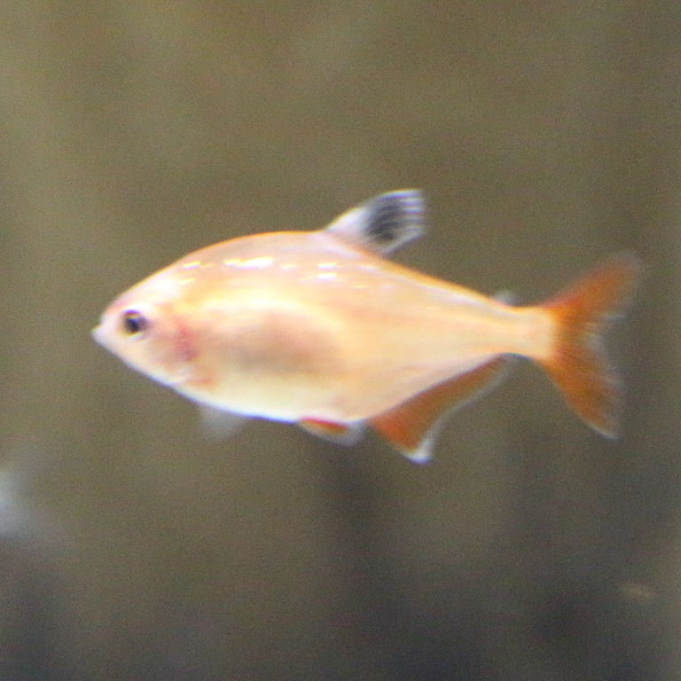 Rosy Tetra