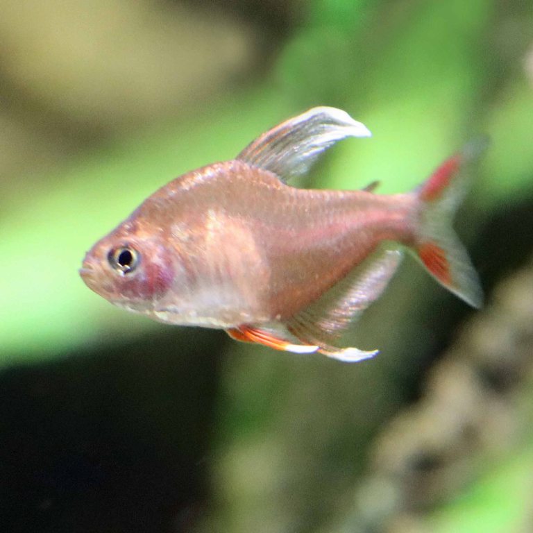 Whitefin Rosy Tetra