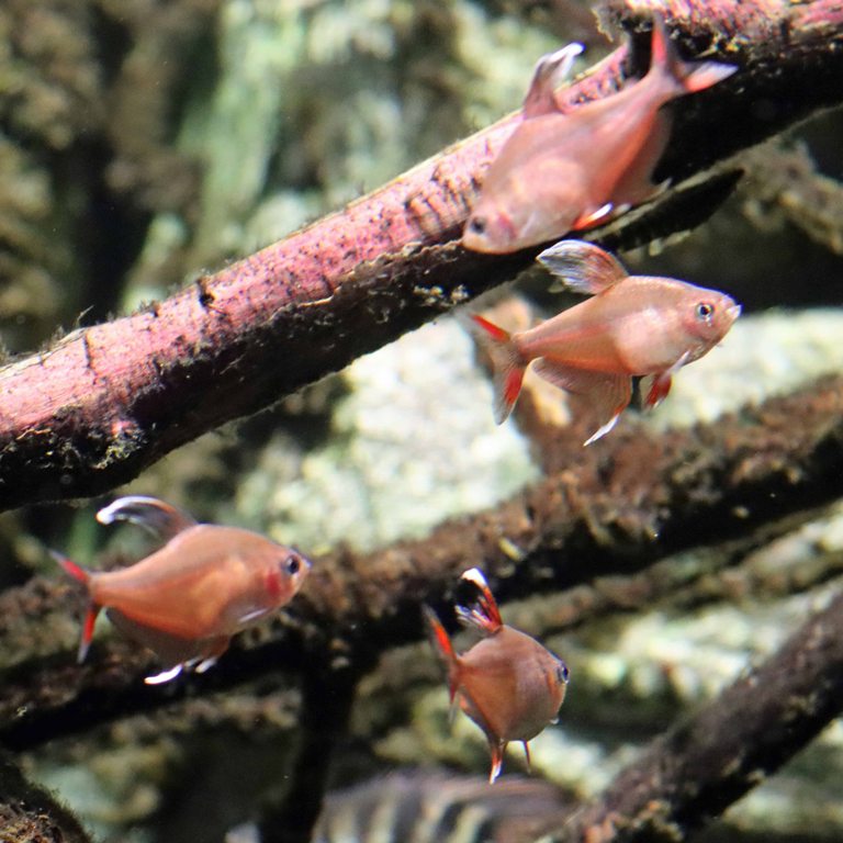 Whitefin Rosy Tetra