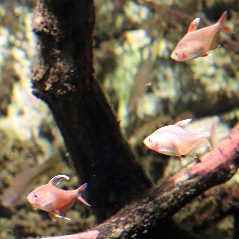 Whitefin Rosy Tetra