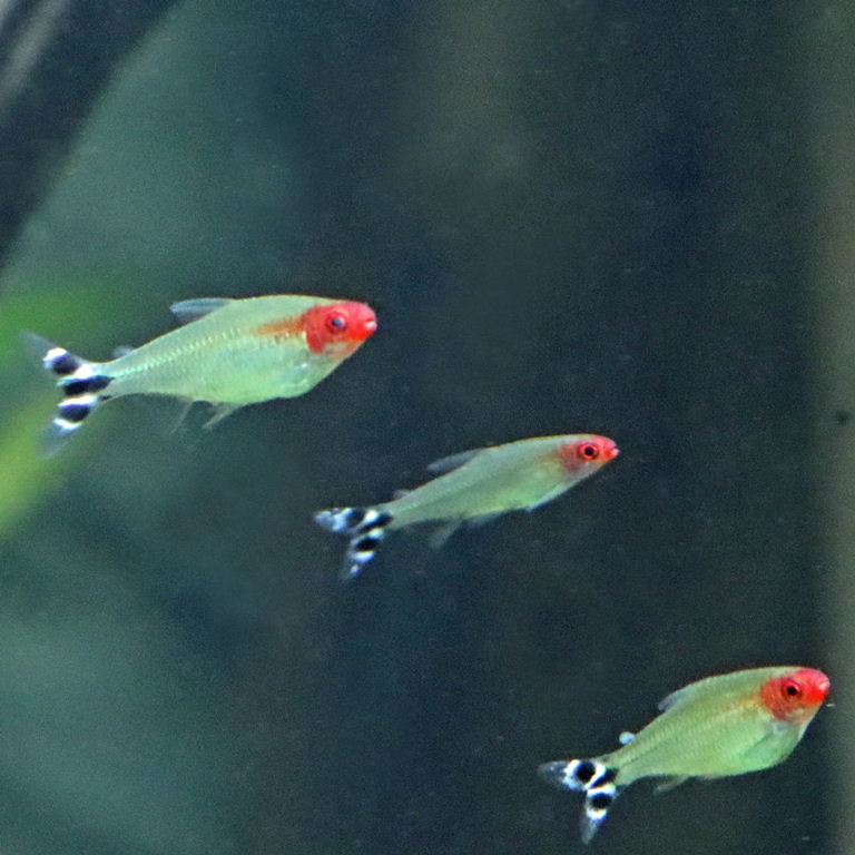 Rummynose Tetra