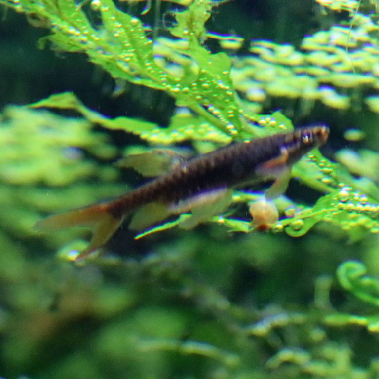 Splash Tetra