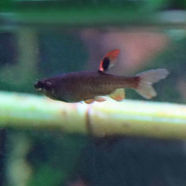 Splash Tetra