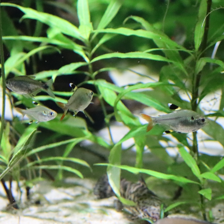 X-ray Tetra