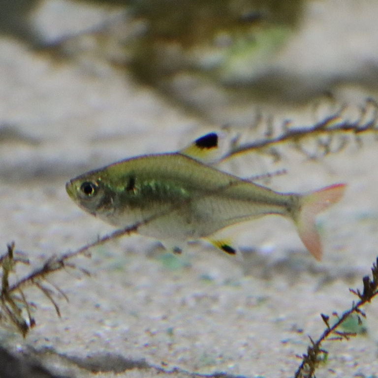 X-ray Tetra