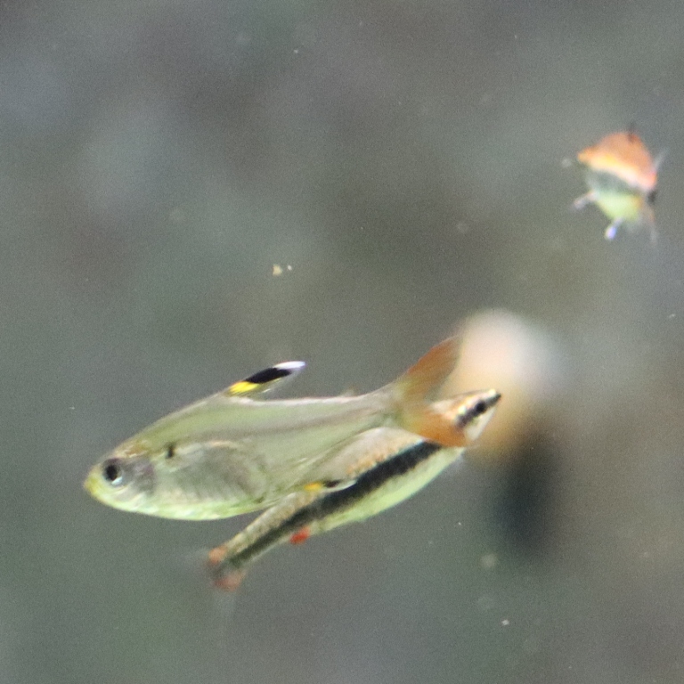 X-ray Tetra