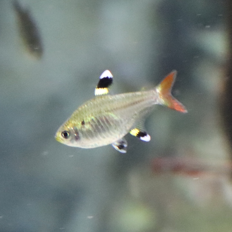 X-ray Tetra