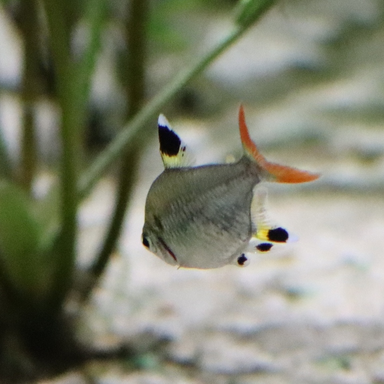 X-ray Tetra