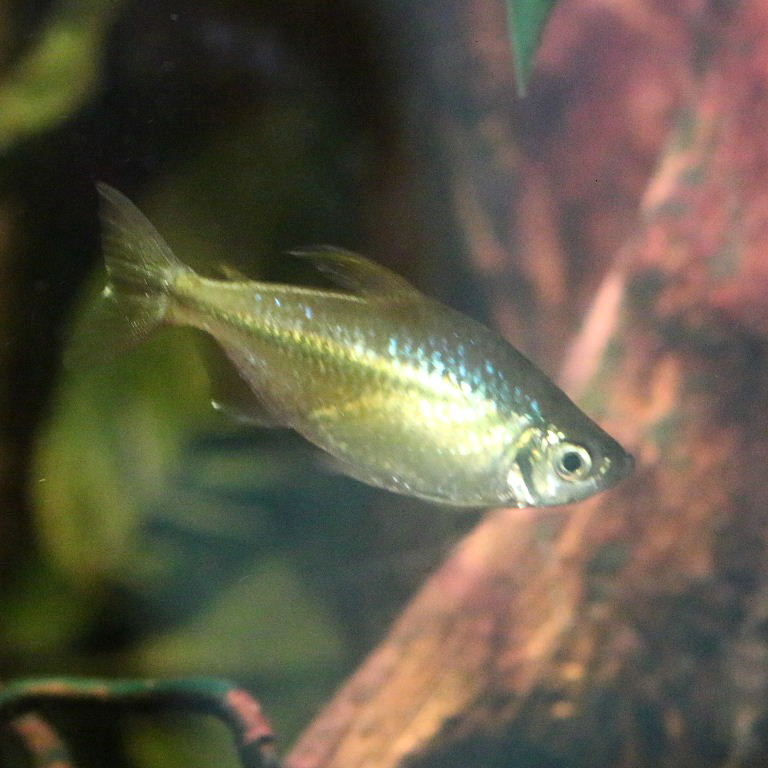 Yellowtail Tetra