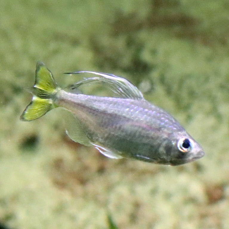 Yellowtail Tetra