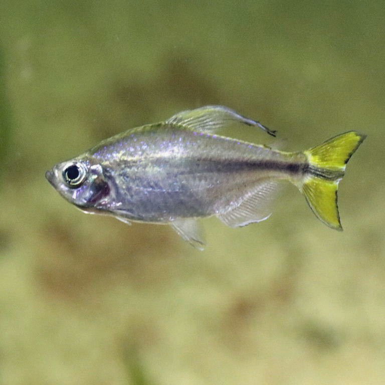 Yellowtail Tetra