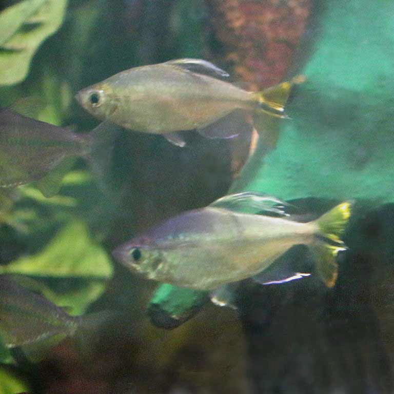 Yellowtail Tetra with African Knifefish