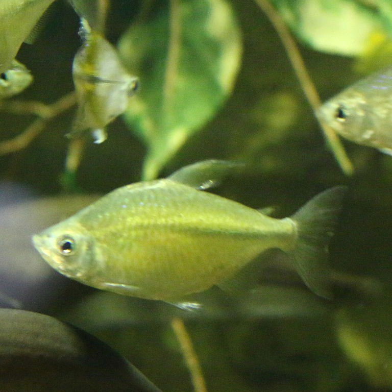 Yellowtail Tetra female