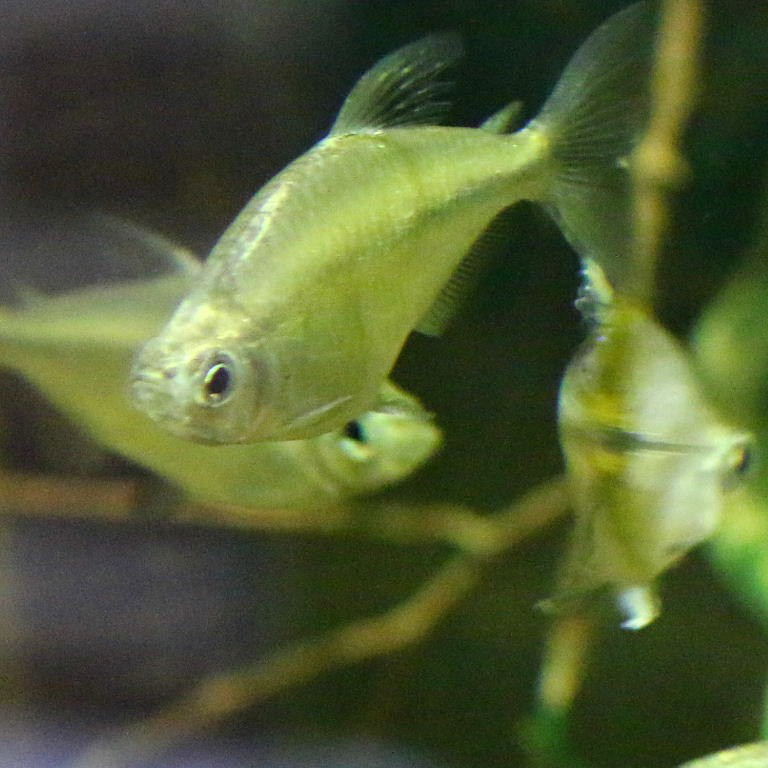 Yellowtail Tetra female