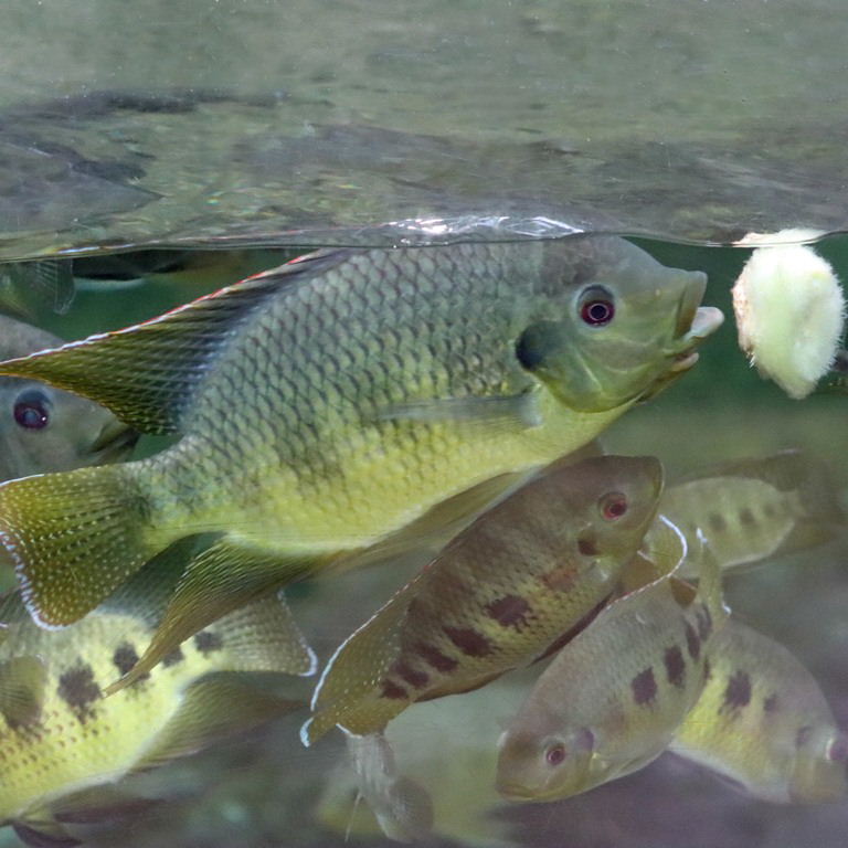 Spotted Tilapia