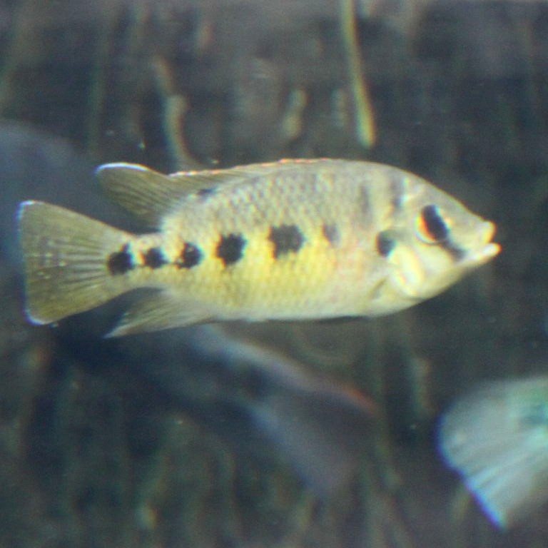 Spotted Tilapia