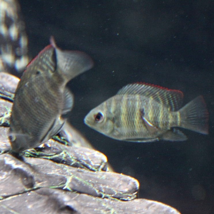 juvenile Spotted Tilapia