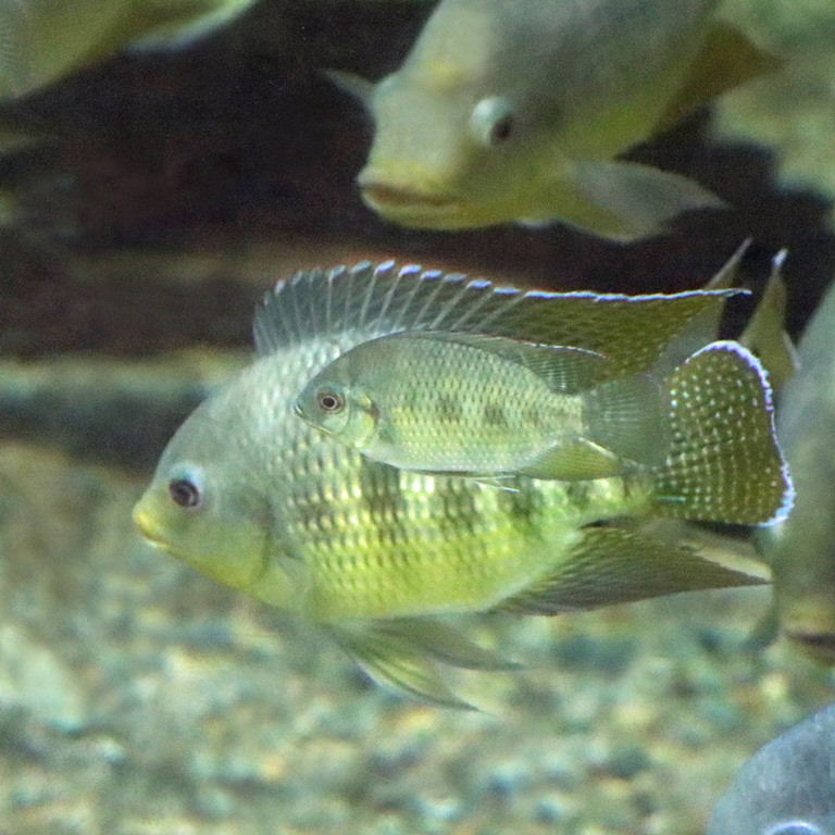 Spotted Tilapia