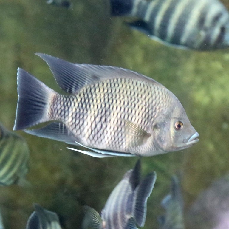 Zebra Tilapia
