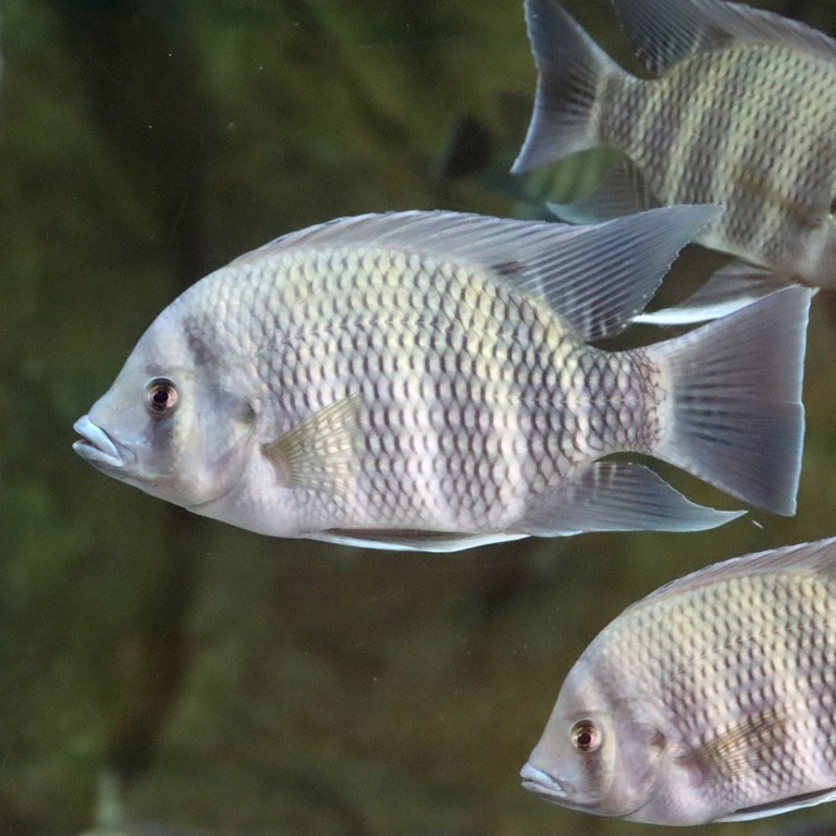Zebra Tilapia